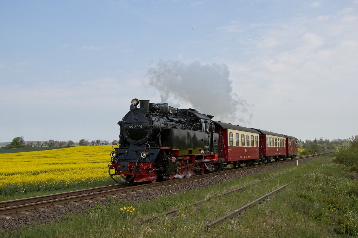 Lok 99 6001 mit dem ersten Dampfzug des Tages kurz hinter Quedlinburg-Quarmbeck (04.05.2022)
