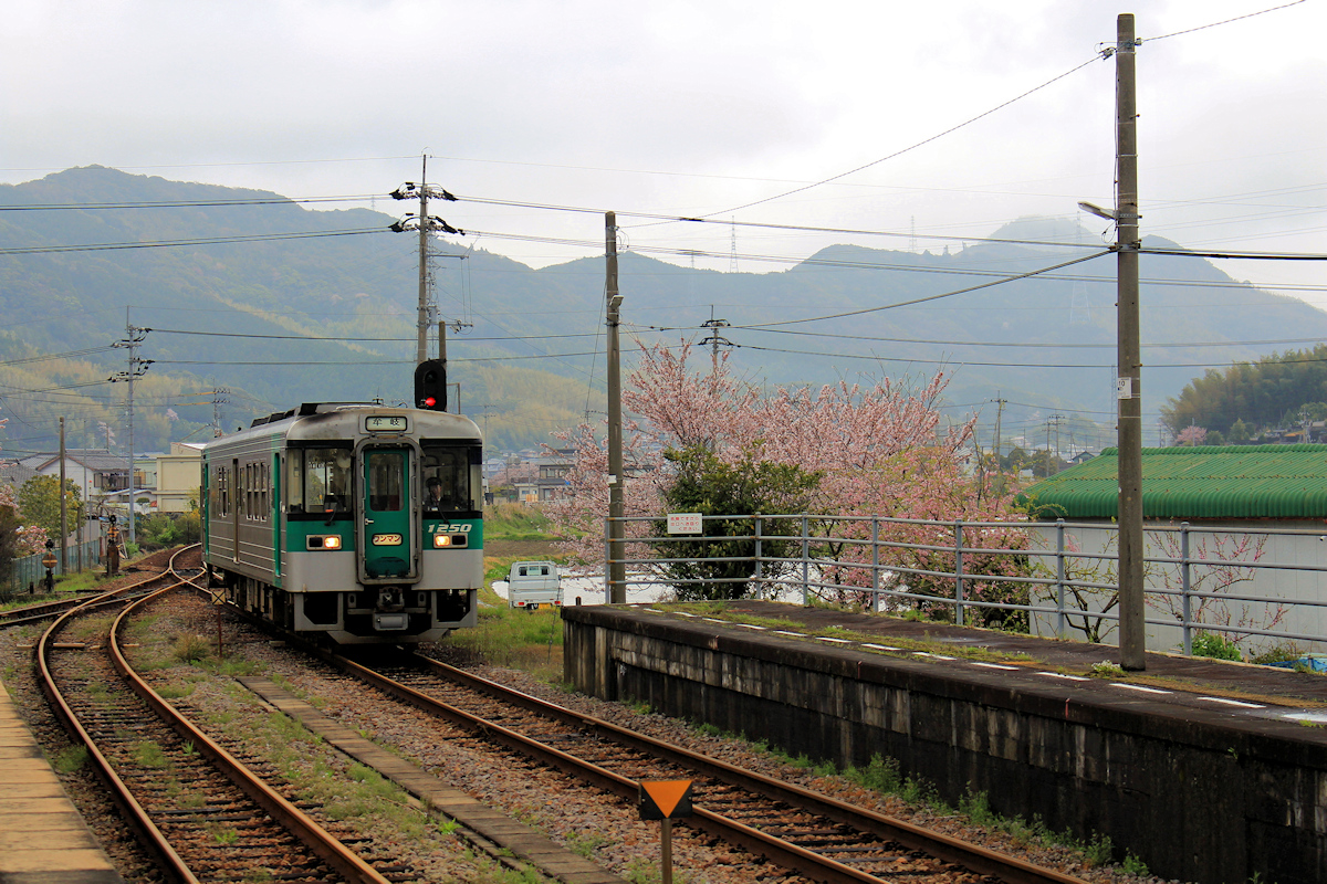 Lokalverkehr auf Shikoku - der Nordosten: JR Shikoku Serie 1200 Nr. 1250 begegnet auf der Linie in den äussersten Südosten der Insel. Kuwano, 3.April 2015. 