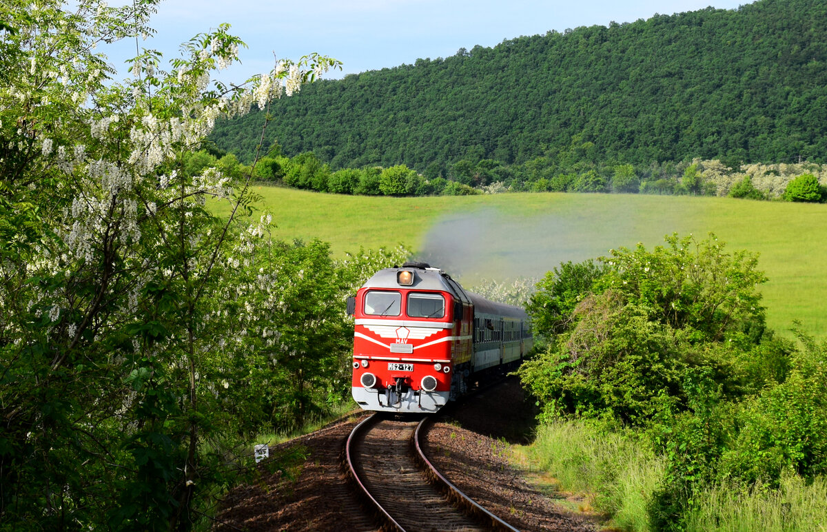 Maistimmung in Ungarn: Die M62 127 mit dem Morgenzug 5812 klammert sich zwischen blühende Akazienbäume kurz vor der Endstation Somoskőújfalu. 
29.05.2022.