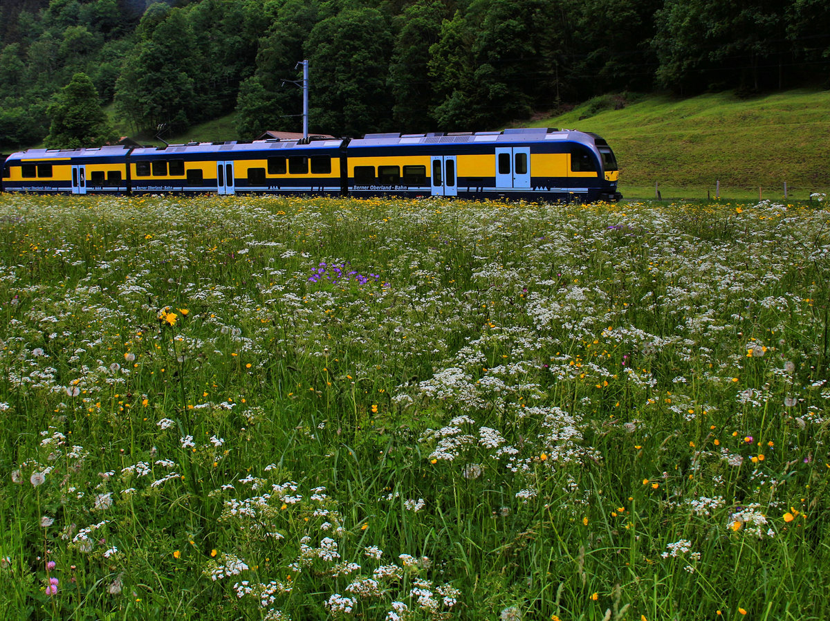 Manchmal sind fast alle Blumen nur weiss, mit einigen violetten Punkten. Dahinter rauscht der dreiteilige Triebwagen 321 vorbei. Bei Schwendi, 29.Mai 2018 