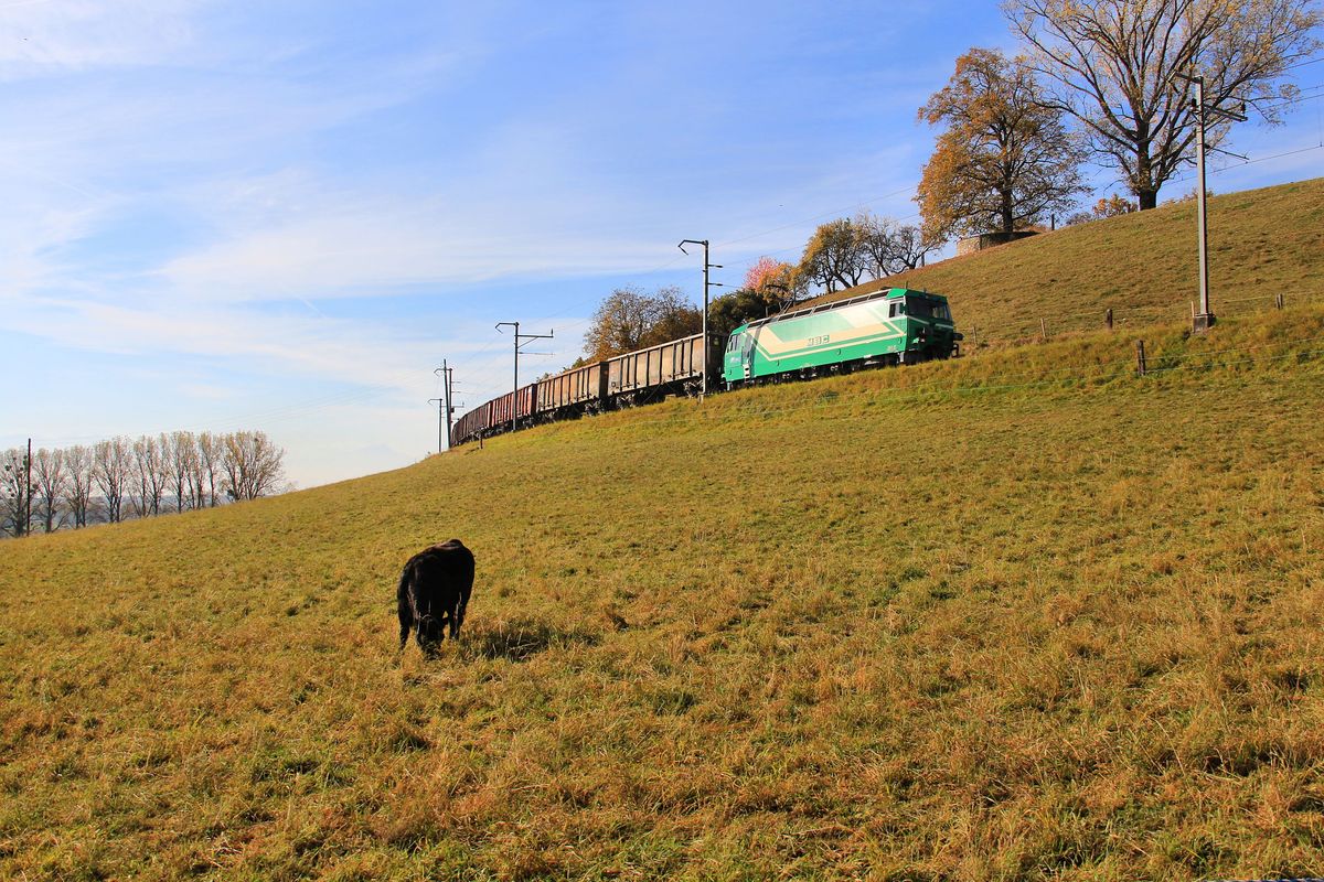 MBC-Lok 21 schleppt Güterwagen auf Rollböcken hinauf auf die Anhöhe von Apples, um dort Zuckerrüben zu holen. 17.Oktober 2017 