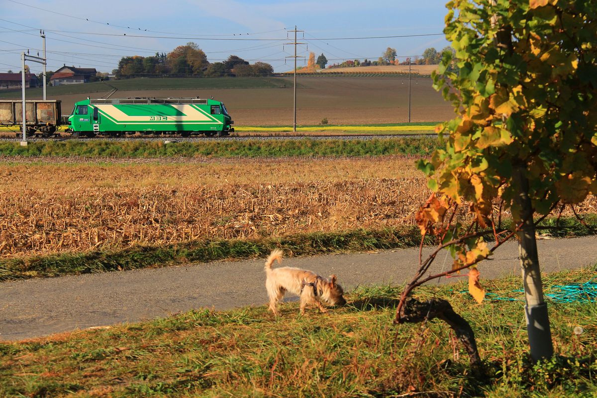 MBC-Lok 21 unterwegs mit Normalspur-Güterwagen in den Rebbergen bei Chigny. 17.Oktober 2017 
