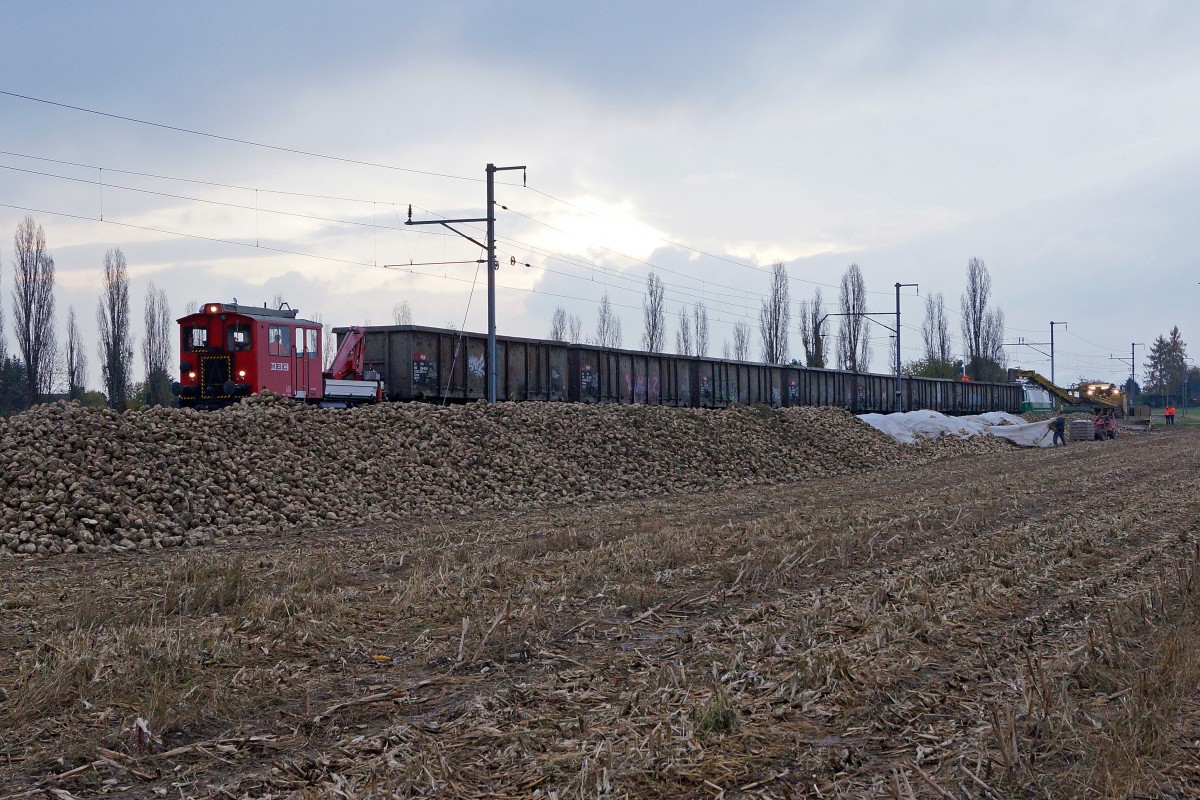MBC/BAM: Letzte MBC-Zuckerrbentransporte der Saison 2013. Rbenverlad auf offener Strecke bei Chigny am 23. November 2013. Wegen der Ausschaltung der Fahrleitung wurde das Rangiermanver mit dem Tm 2/2 41 vorgenommen.
Foto: Walter Ruetsch