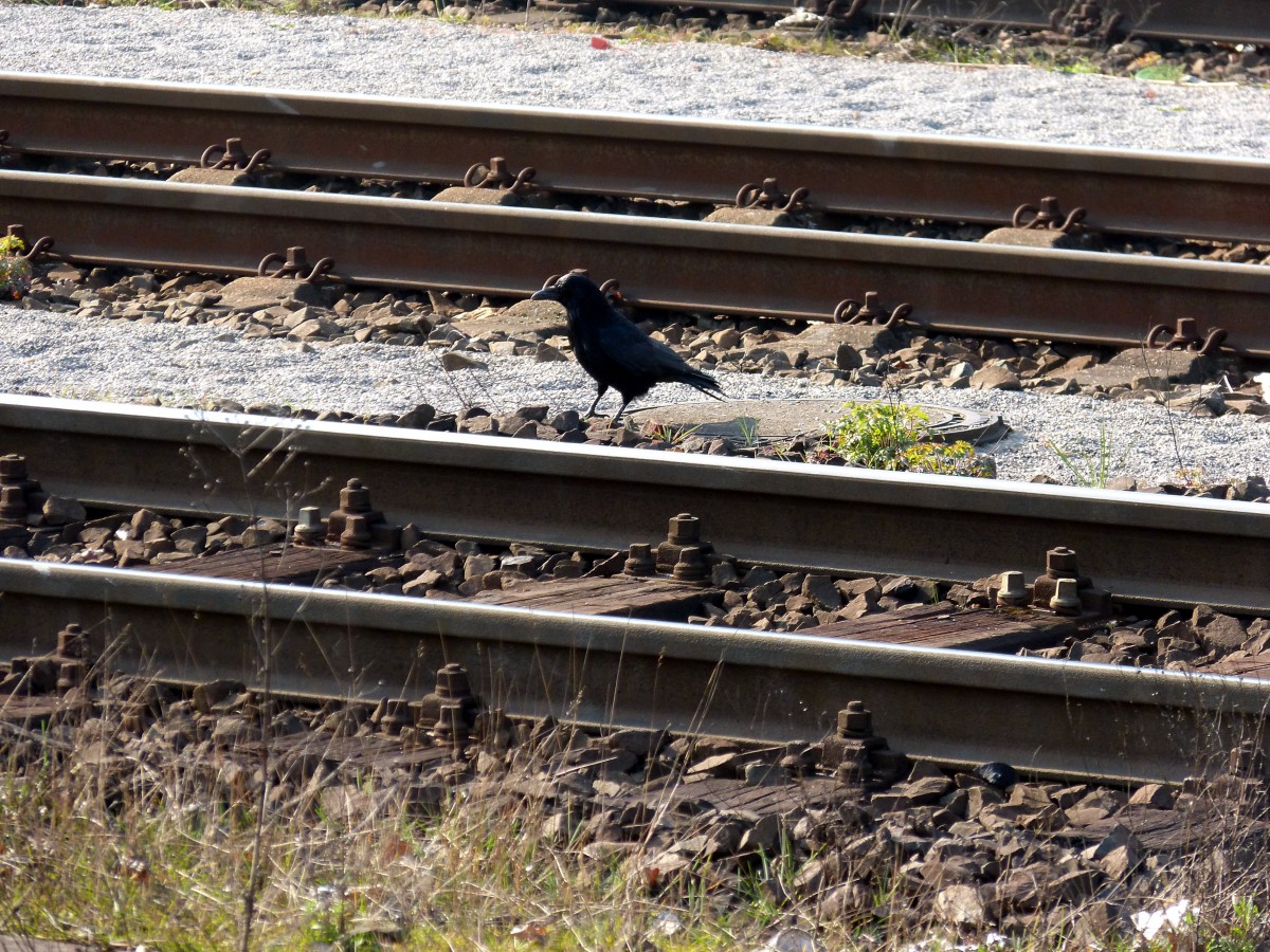 Mir entgeht nichts auch scheinbar ohne Auge. Gladbeck-West 14.03.2014