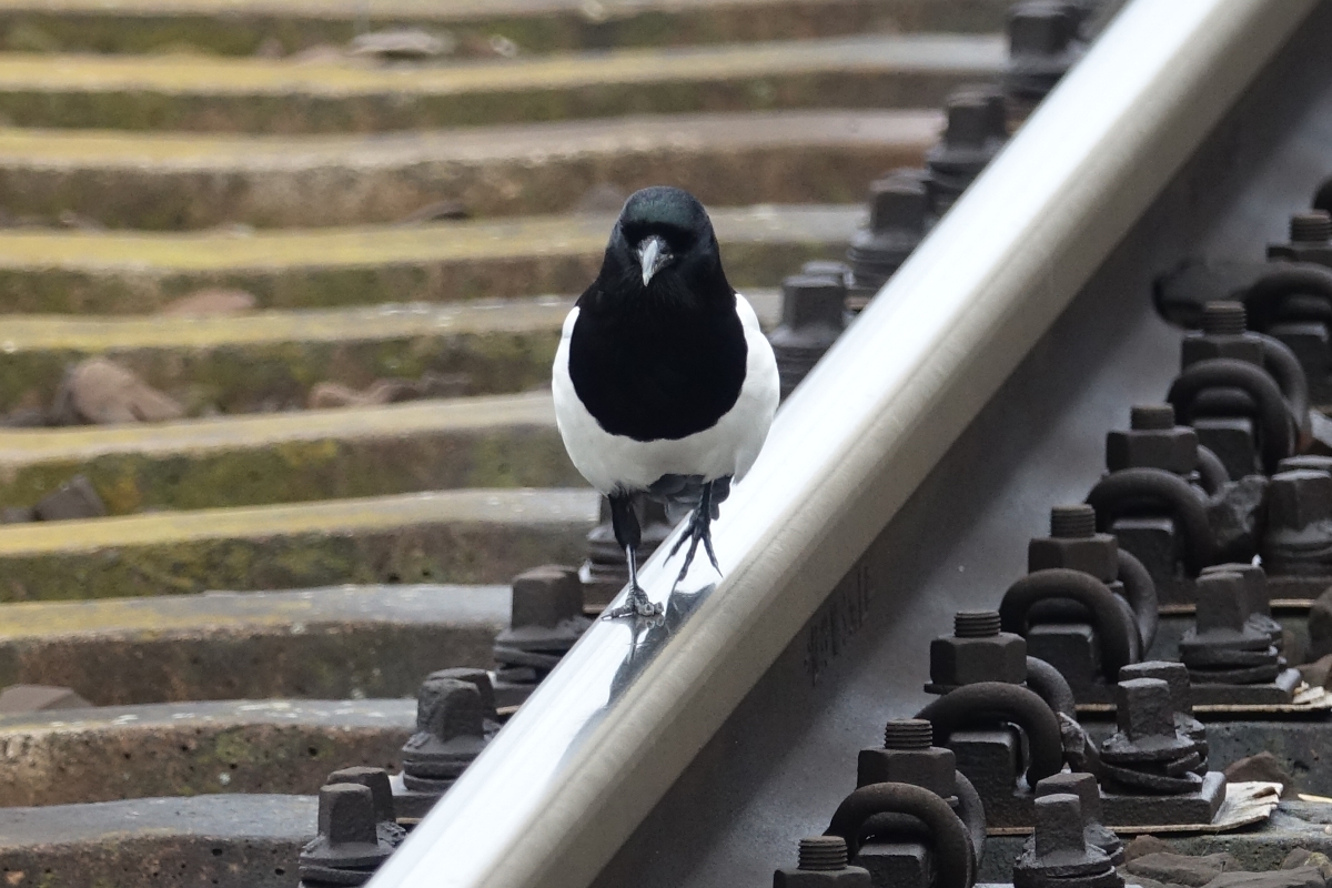 Mit der Gleiskontrolle auf Gleis 3 war Frau Elster beauftragt. Nur wo ist die persönliche Schutzausrüstung? Berlin Schönefeld Flughafen am 20.03.2017