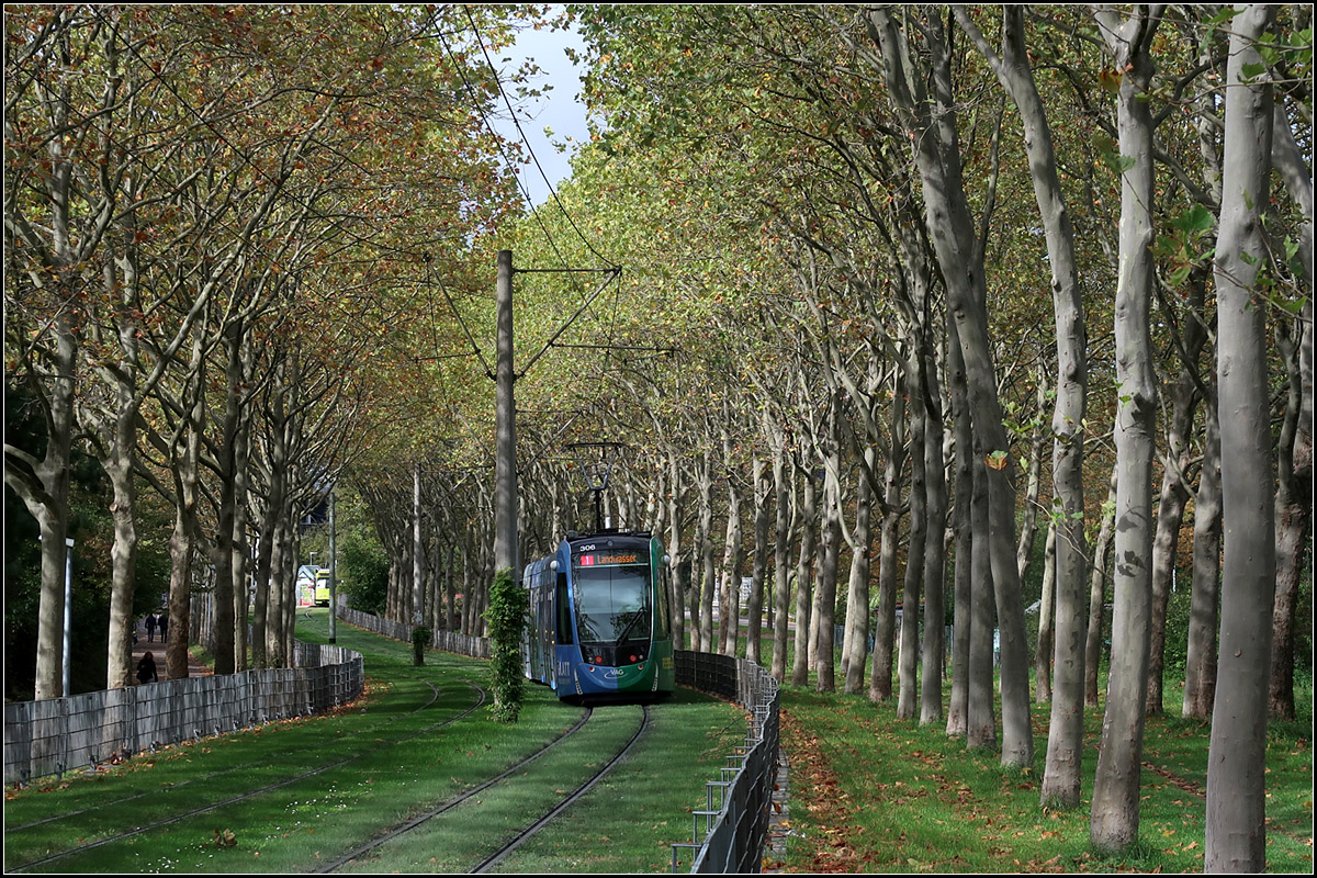Mit der Straßenbahn in den Freiburger Westen -

Zwischen Bäumen verläuft die Trasse westlich der Haltestelle 'Rathaus im Stühlinger.'

07.10.2019 (M)