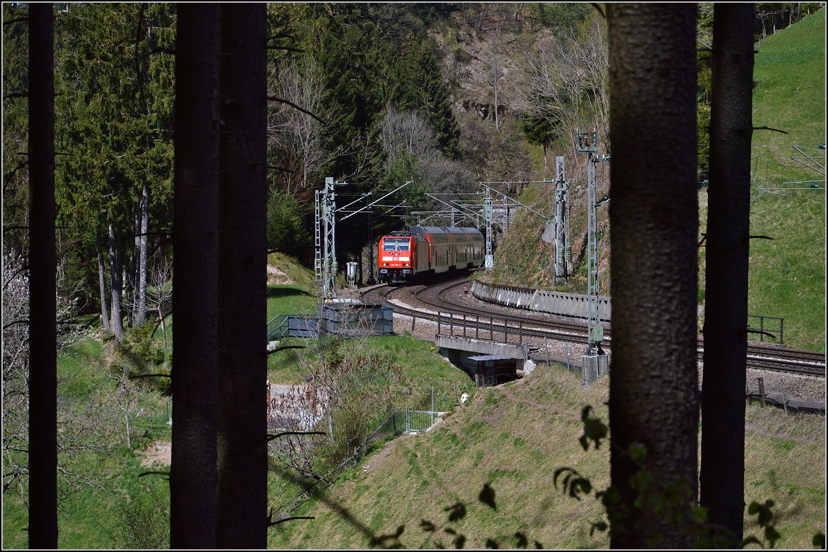 Mitten im Schwarzwald. 146 230-8 zwischen den typischen Weißtannen, Hohnentunnel und Grundwaldtunnel, Triberg, April 2015.