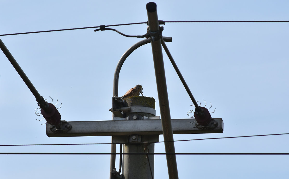 Nach dem er schon seine Runden an der KBS 110 in Bardowick drehte, machte auch dieser Falke seinen Fang am Gleis und ließ sich auf der Oberleitung nieder, um ihn zu begutachten. 05.09.2017 Höhe Bardowick