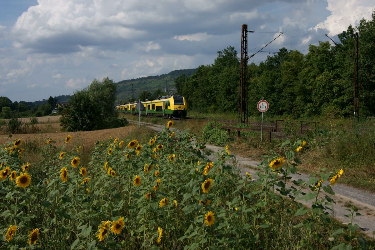 Nahe des Haltepunktes Thüngersheim passiert eine Doppeltraktion fabrikneuer 4744 der Györ-Sopron-Ebenfurti Vasút/Raab-Oedenburg-Ebenfurter Eisenbahn ein Sonnenblumenfeld. (26.07.2016)