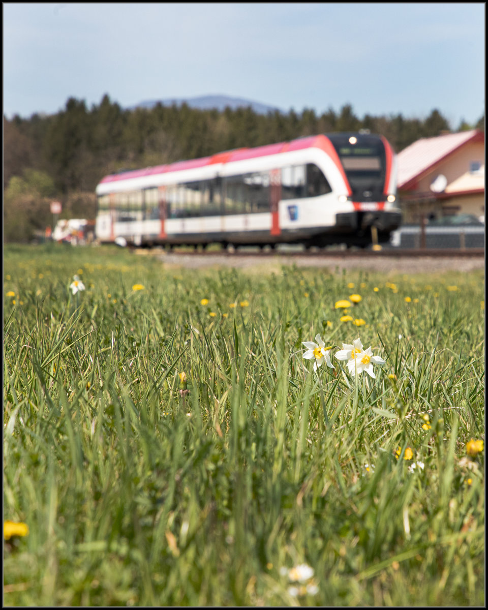  Narcissus poeticus  nennen sich die kleinen weißen Schmuckstücke auf der Wiese nächst der Halte und Ladestelle Schwanberg. 

17.04.2020 