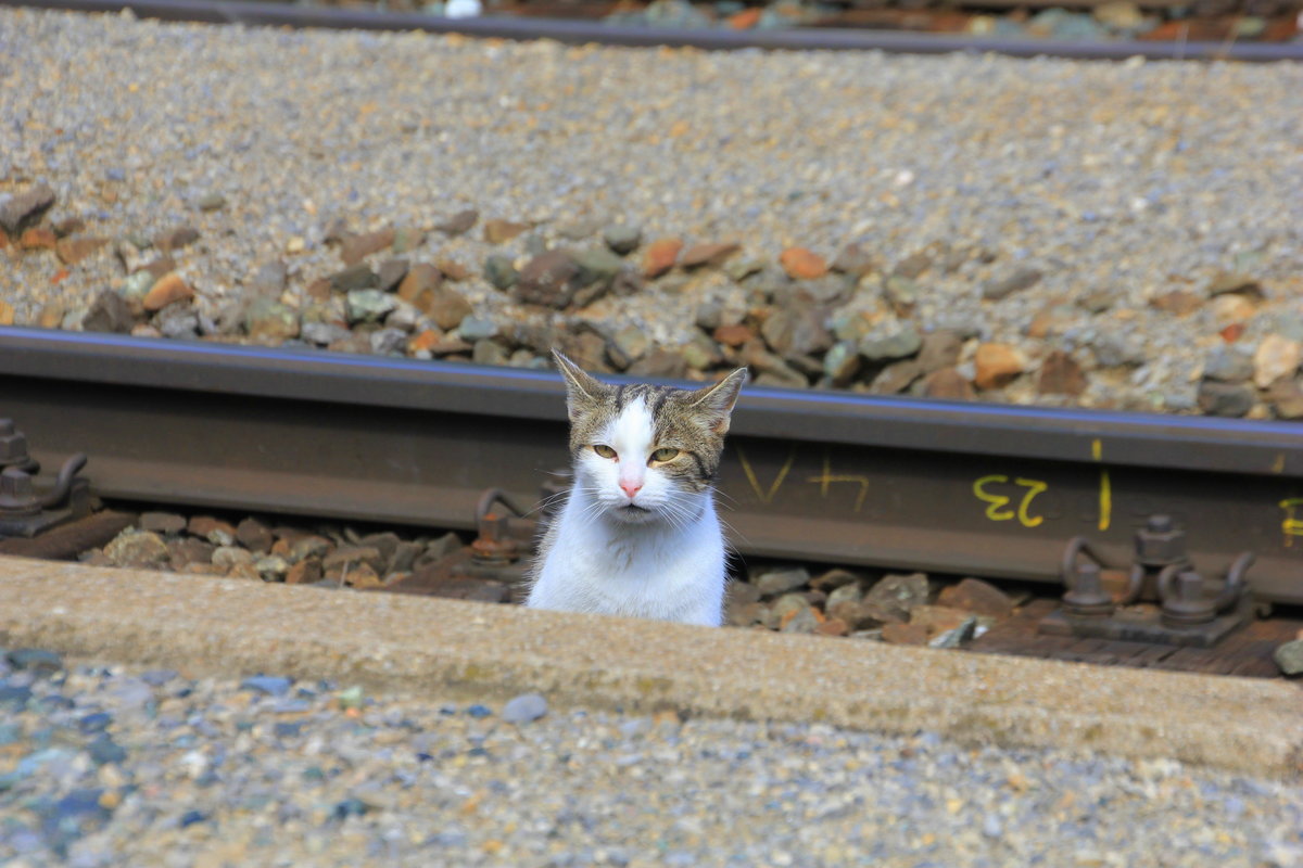 Nicht nachmachen sollte man das Verhalten der Bahnhofskatze von Eichberg an der Semmeringbahn. Gesehen am 10.09.2015. 