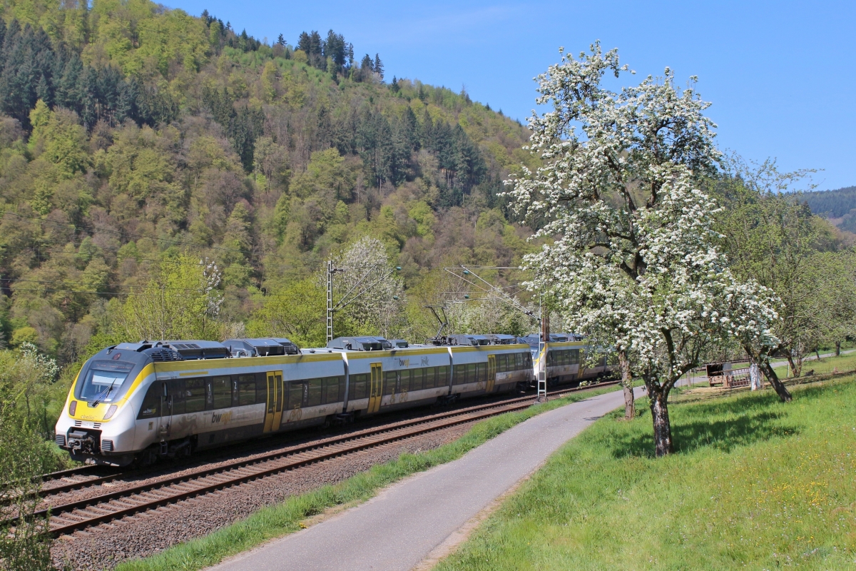 Noch blüht es am Neckar. Am Mittag des 16.04.2020 ist sind zwei Abelliohamster als RE10a nach Heilbronn zwischen Zwingenberg und Neckargerach unterwegs.
