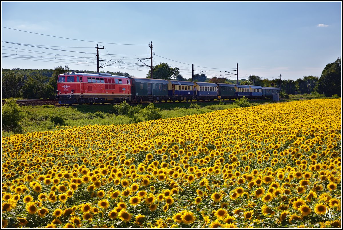 Noch einen Sonnenblumenbild vom NEX Leiser Berge. Entstanden ist es bei der Einfahrt in Bahnhof Korneuburg. Im Hintergrund ist die zweigleisige, elektrifizierte Hauptstrecke von Stockerau nach Wien zu erkennen.
Bespannt ist der Zug mit der Flügelrad-geschmückten 2143.56. (07.07.2018)