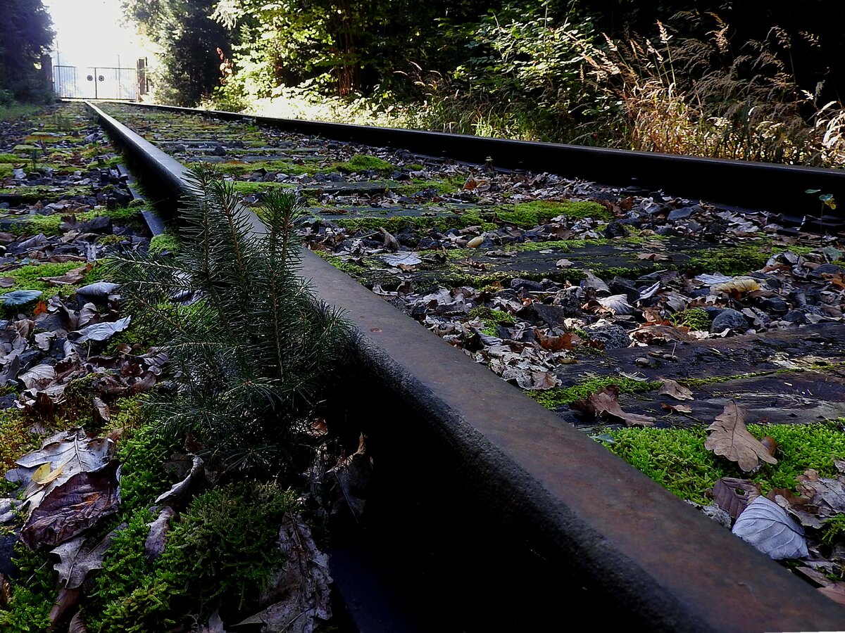 Nostalgischer Schienenweg des stillgelegten Anschlussgleises zum Heeresmunitionslager bei Stadl-Paura, mit hellerleuchtetem Einfahrtstor; 211010