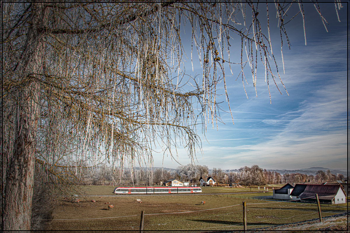 Ob den Kuhli´h Muh´s auch so kalt wie dem Baum ist ? 

Vorgeschmack auf den  Winter   13.01.2020 bei St. Peter im Sulmtal 
