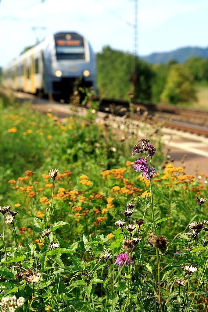 Obwohl weit und breit keine Biene oder Hummel, geschweige denn ein Schmetterling, zu sehen war, wagte ich diese Aufnahme am 22.08.2015 im Bahnhof Namedy, im Hintergrund ein 460 der Transregio