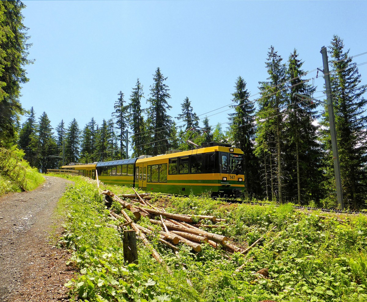 Panorama-Triebzug 147 der Wengernalpbahn oberhalb der Allmend, 28.Juni 2015. 