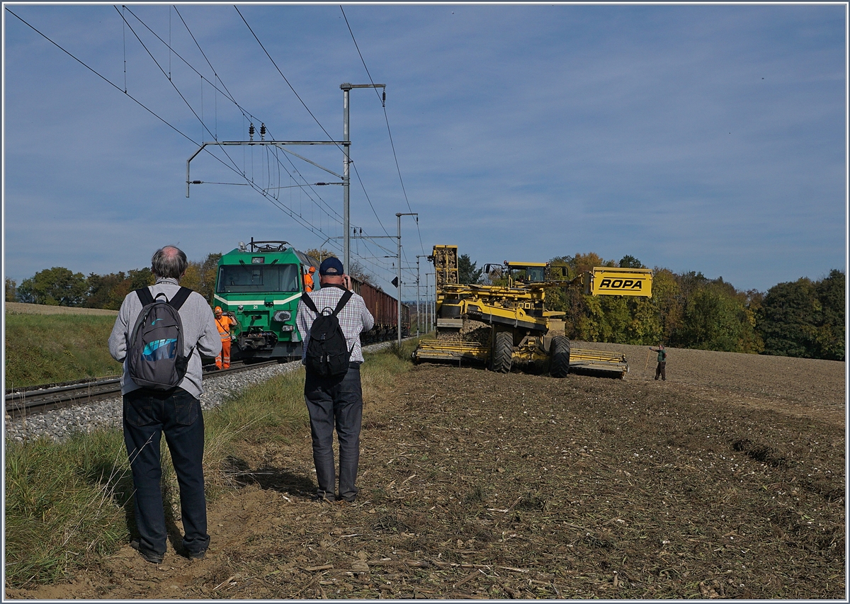 Querfeldein, von Bussy Richtung Apples gewandert, fanden wir bei Reverolle endlich Ziel und Grund unserer Foottour: Das Verladen der Zuckerrüben auf freiem Feld.
17. Okt. 2017