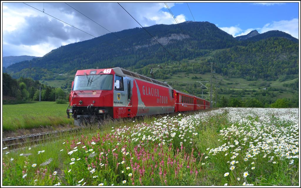 RE1157 mit Ge 4/4 III 651  Fideris  inmitten eines Margritenfeldes bei Bonaduz. (17.05.2014)
