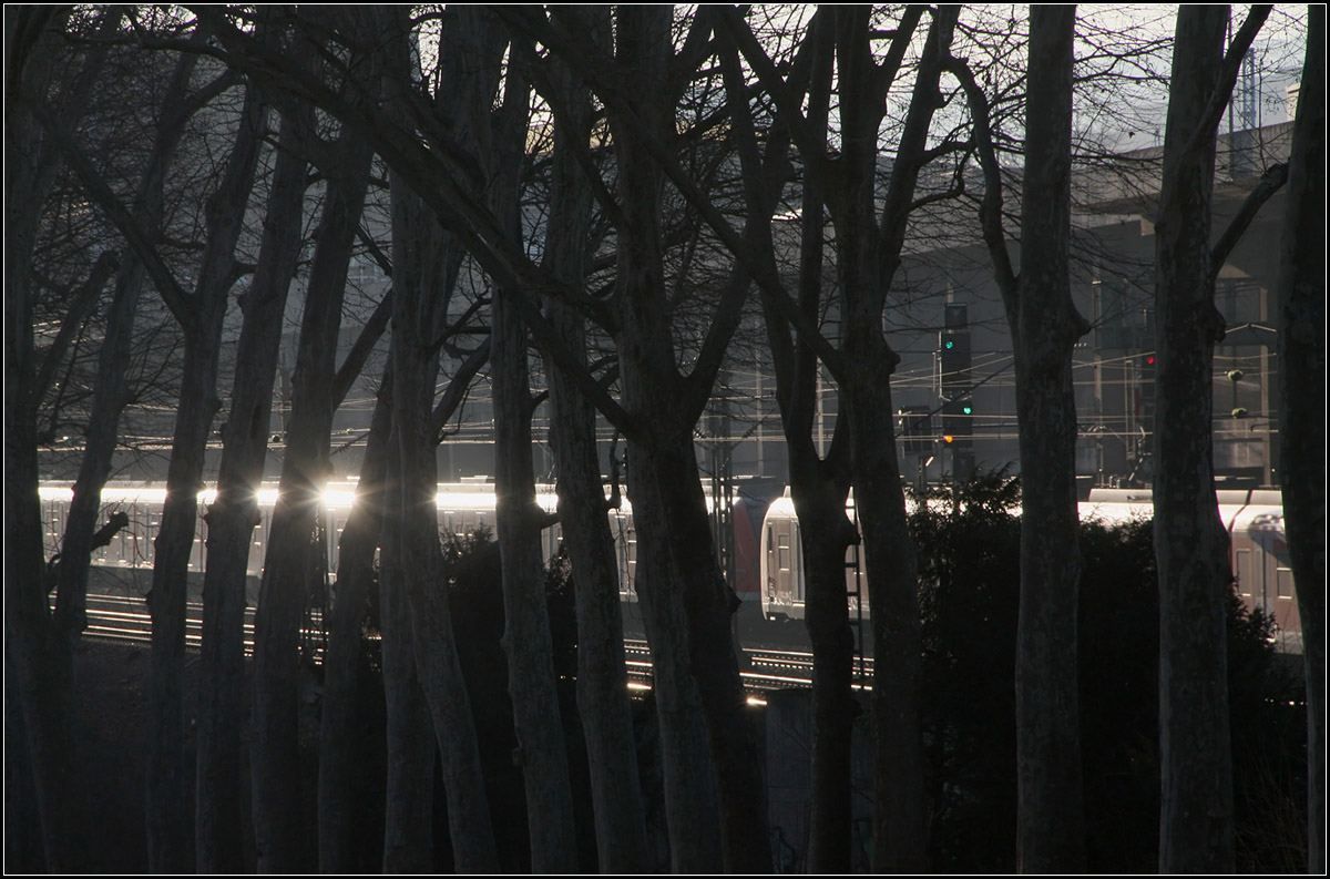 Reflexionen hinter Bäumen -

Die Sonne wird durch einen S-Bahnzug reflektiert, der hier versteckt hinter den Alleebäumen der Felix-Mendelssohn-Bartholdy-Allee seinem Weg zum Hauptbahnhof Stuttgart folgt.

27.01.2017 (M)