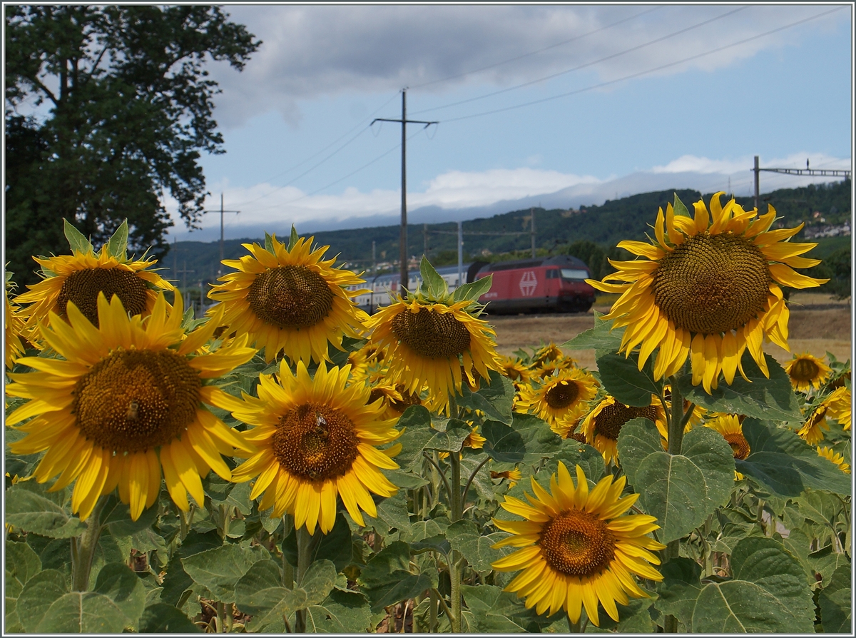 S O M M E R !

Es hat zwar etwas gedauert, aber nun kann ich auf vielfachen Wunsch die Bienchen nachliefern.
Bei Allaman, den 8. Juli 2015