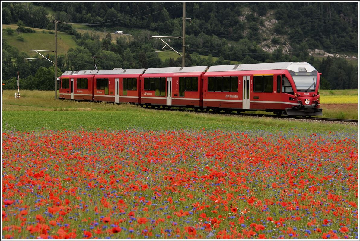 S2 1562 mit ABe 4/16 3102 zwischen Raps und Mohn bei Bonaduz. (01.06.2018)