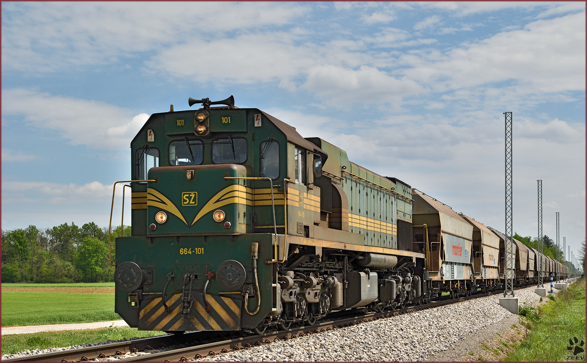 SŽ 664-101 zieht Getreidezug durch Cirkovce-Polje Richtung Koper Hafen. /27.4.2015
