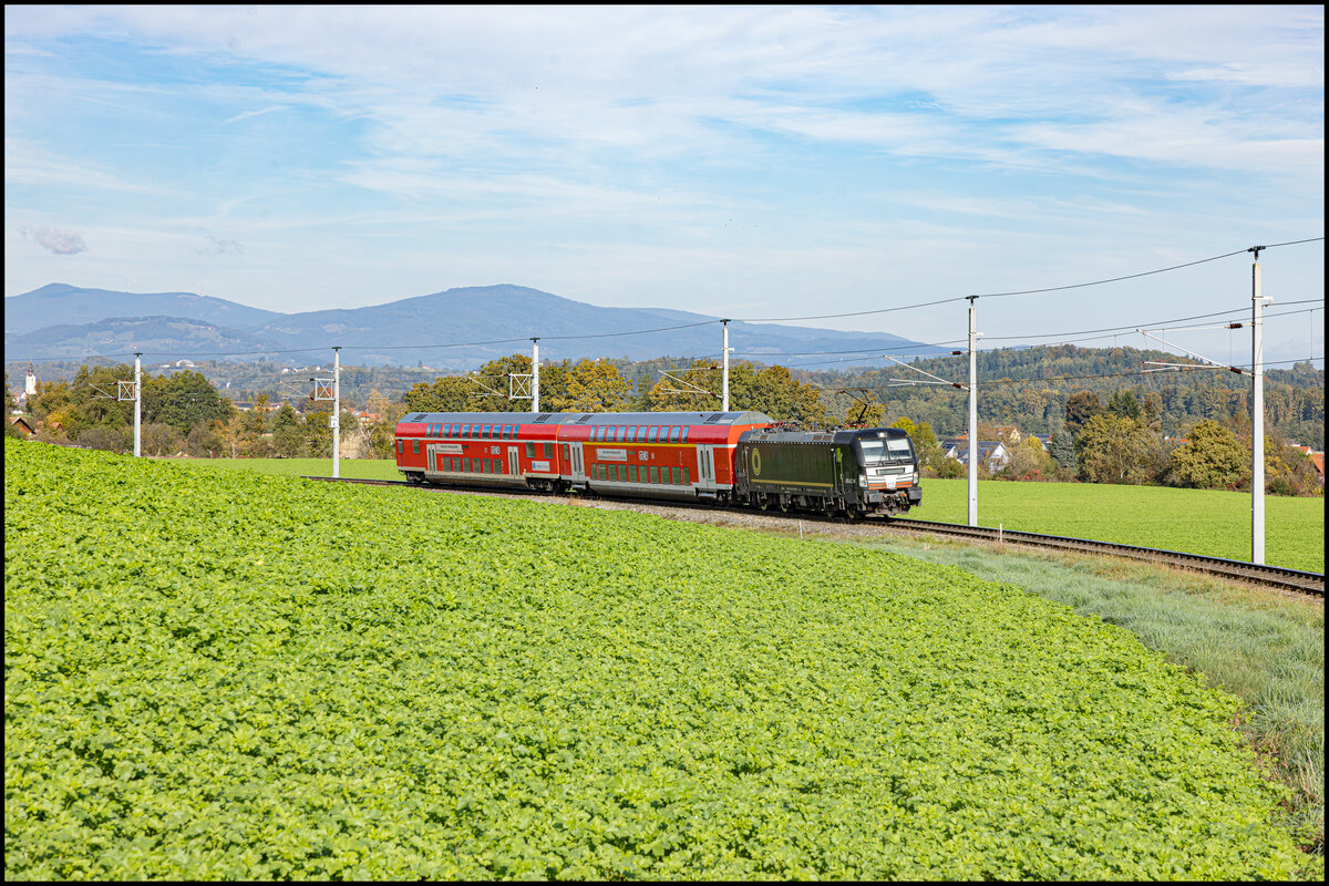 Saftiges Gr�n bringt die Winterbepflanzung der �cker mit sich . Hier bei Gasselsdorf am 15.10.2026 