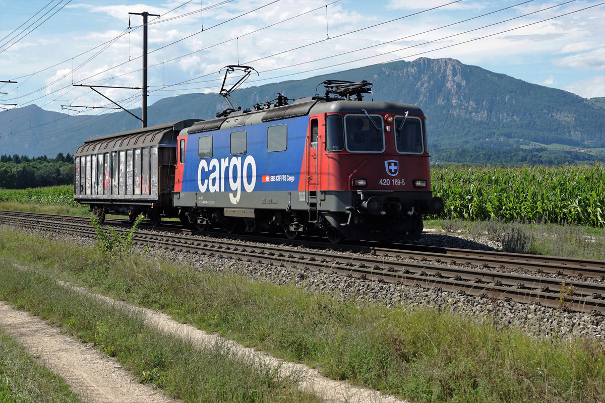 SBB CARGO Re 420 169-5 mit übermotorisiertem Güterzug bei Deitingen unterwegs am 9. August 2019.
Wegen einem Unfall erhielt diese Lok während der Produktion der heutigen Re 421 einen neuen Lokkasten aus dieser Serie. Erhalten hat diese BOBO auch die neuen Schilder. Ansonsten wäre eine grosse 4er Tafel mit Typenschild Jahrgang 1969 montiert. Sie verfügt über keine Klimaanlage und keinen Funk. Nach Ablauf der TK sollte ihr Einsatz definitiv zu Ende gehen. Somit handelt es sich hier um die Aufnahme einer sehr speziellen und nicht einer gewöhnlichen Re 420, was ich während der Aufnahme dachte. Dem Betrachter möchte ich bestens Danken für seinen interessanten Hinweis.  
Foto: Walter Ruetsch 