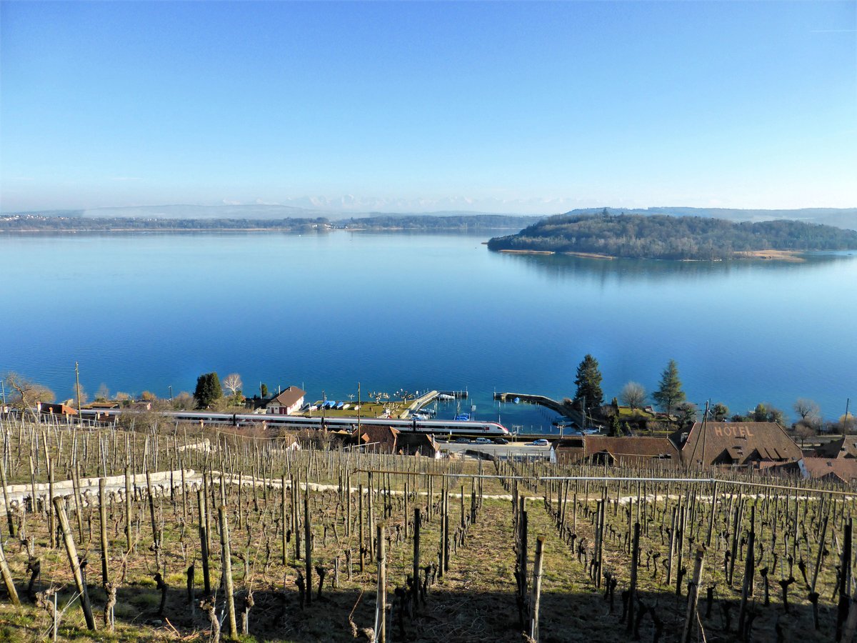 SBB ICN-Neigezug Serie 500 am Bielersee. Die hier noch verbliebene Einspurstrecke verschwindet bald als neue Doppelspur in einem Tunnel. Im Vordergrund entsteht frischer, fruchtiger Wein, im Hintergrund sind schwach die Berner Alpen auszumachen. Zu sehen ist auch die berühmte Petersinsel, wo der Philosoph Rousseau im Jahre 1765 glückliche Tage verbrachte. 24.Februar 2019. 
