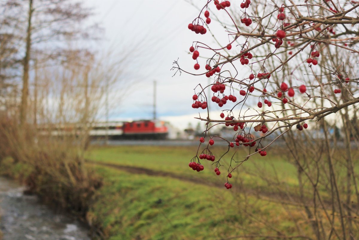 SBB Re 4/4 II unterwegs mir IR von St. Gallen nach Basel SBB in Bassersdorf. 26. Dezember 2017