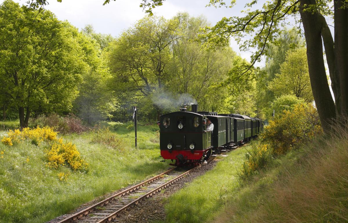 Schmalspur Lok Hoya hat Heiligenberg verlassen und erreicht am 3.5.2014 auf der Fahrt nach Bruchhausen Vilsen ein im frischen Grün stehendes Waldstück.