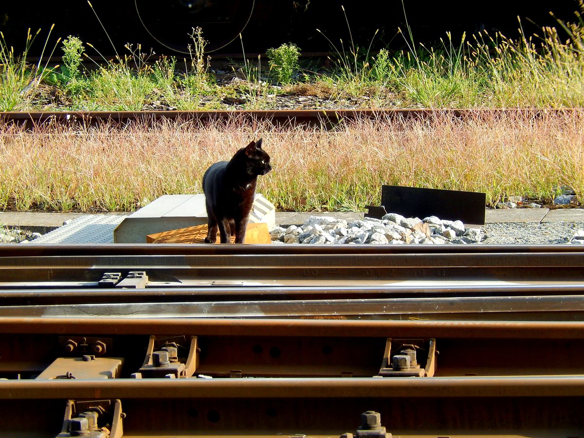 Schwarze Katze achtet(vor dem überschreiten der Geleise) auf den Bahnverkehr; 150828