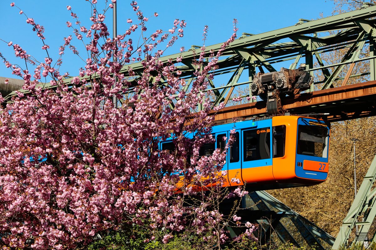Schwebebahn Gtw 15/27  Retro-Design Gtw 72  mit Kirschbl�ten in Wuppertal, April 2026.