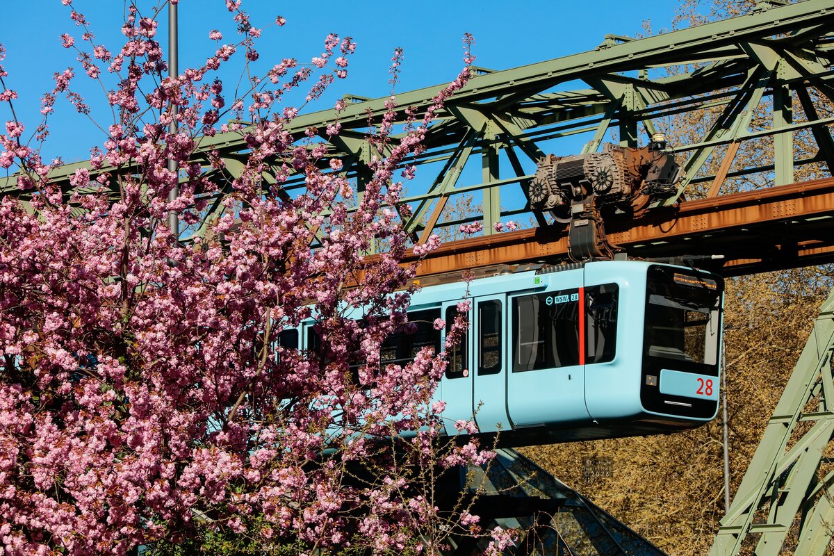 Schwebebahn Gtw 15/28 mit Kirschbl�ten in Wuppertal, April 2026.
