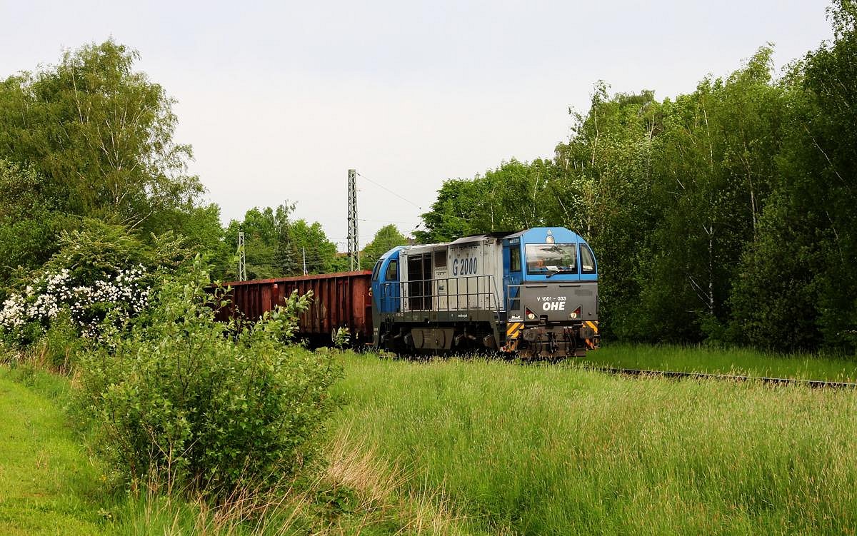 Seit Mai 2014 hat die Osthannoversche Eisenbahn die meisten Transporte auf der 
Werkbahn von Hasbergen nach Georgsmarienhütte übernommen. Am 6.5.2014 war V 1001 - 033, eine G 2000 der OHE, hier gerade mit einem Schrottzug in Hasbergen abgefahren. 
Links vom Zug befand sich übrigens früher der Bahnsteig des Hüttenbahnhofs in Hasbergen. - Die Natur kehrt zurück!