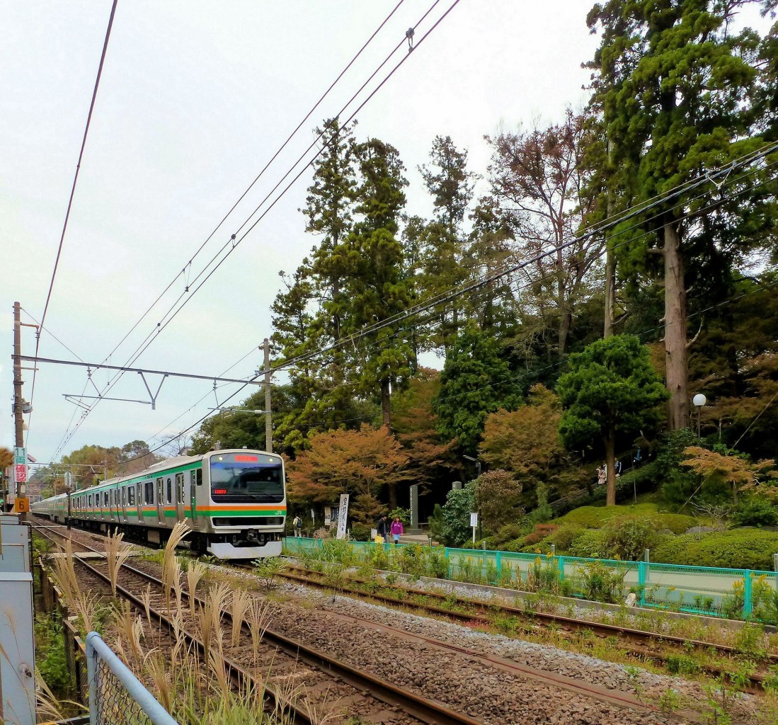 Serie 231 für weite Distanzen um Tokyo herum (Serie 231-1000): Zug 231-8037 in Kita Kamakura auf der Miura-Halbinsel südöstlich von Tokyo, am Eingang des Engakuji-Tempels. 30.November 2011. YOKOSUKA-LINIE