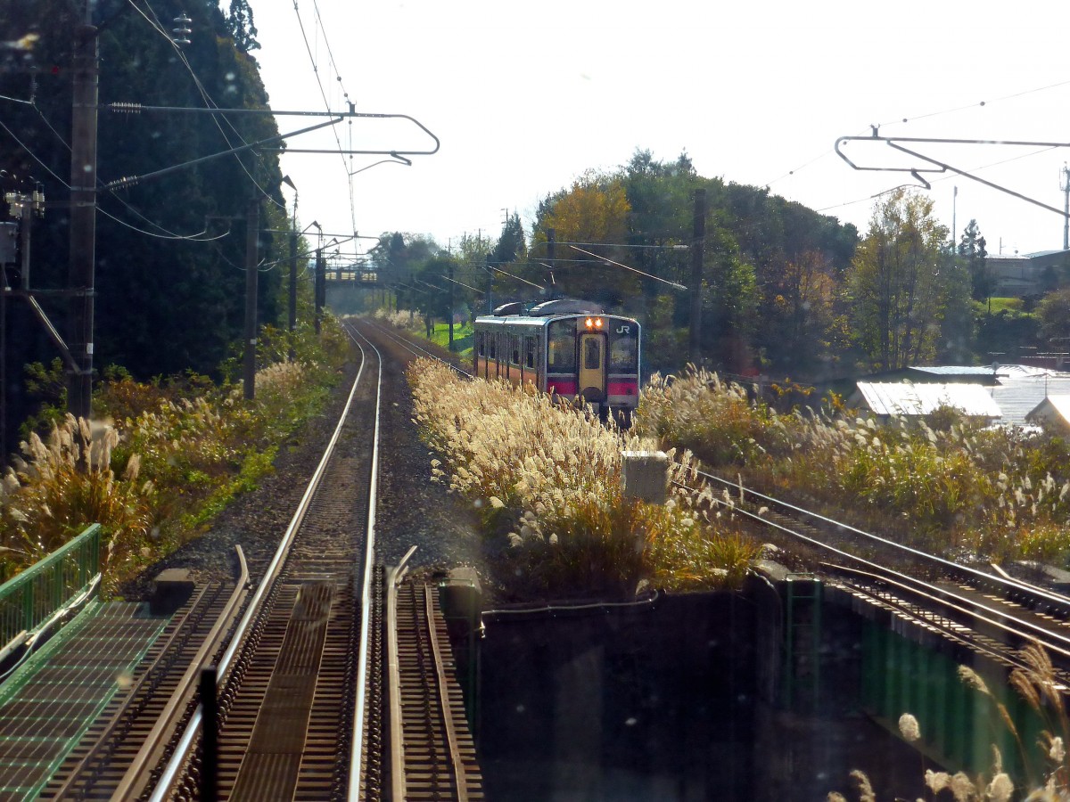 Serie 701 des Bezirks Akita - durchs Gebirge von Akita (im äussersten Nordwesten) nach Aomori (die nördlichste Stadt der japanischen Hauptinsel): In der Herbststimmung leuchtet das Schilfgras entlang der Strecke; dahinter versteckt sich der entgegenkommende Zug 701-34. Bei Shirasawa, 1.November 2013. 