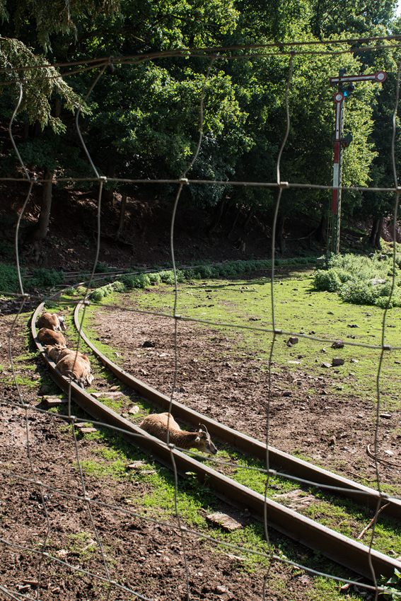 Sie kennen ihren Alltag - und das seit Jahren - . Ja ich denk, sie haben den Fahrplan ihrer Feldbahn, die des Eifelzoo´s Lünebach, inne. Die Rede ist von Europäischen Mufflons, Damwild weiterem Wild.

Zumindest unter der Woche verkehrt diese erst ab mittags um 13:00 Uhr und stellt eine besondere Attraktion für große und kleine Gäste dar: Ein mehrminütiger Zwischenhalt zum hautnahen Wild-Füttern läßt den Besuch zum Erlebnis werden. 

Im Hintergrund ein Formsignal als Attrappe, welches von der längst stillgelegten ex-DB-Strecke Pronsdorf - Waxweiler stammt. (26.08.15)