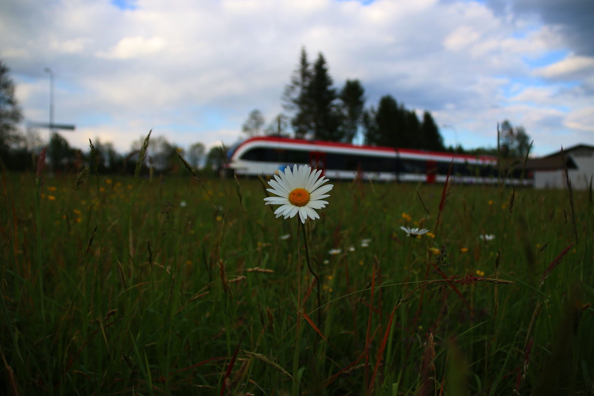 Sie liebt mich , Sie liebt mich nicht, Sie liebt mich ,..... 
A Schmarren viel zu schade die Margerite zu zerreißen.
17.Mai 2016 in Sankt Peter im Sulmtal .  