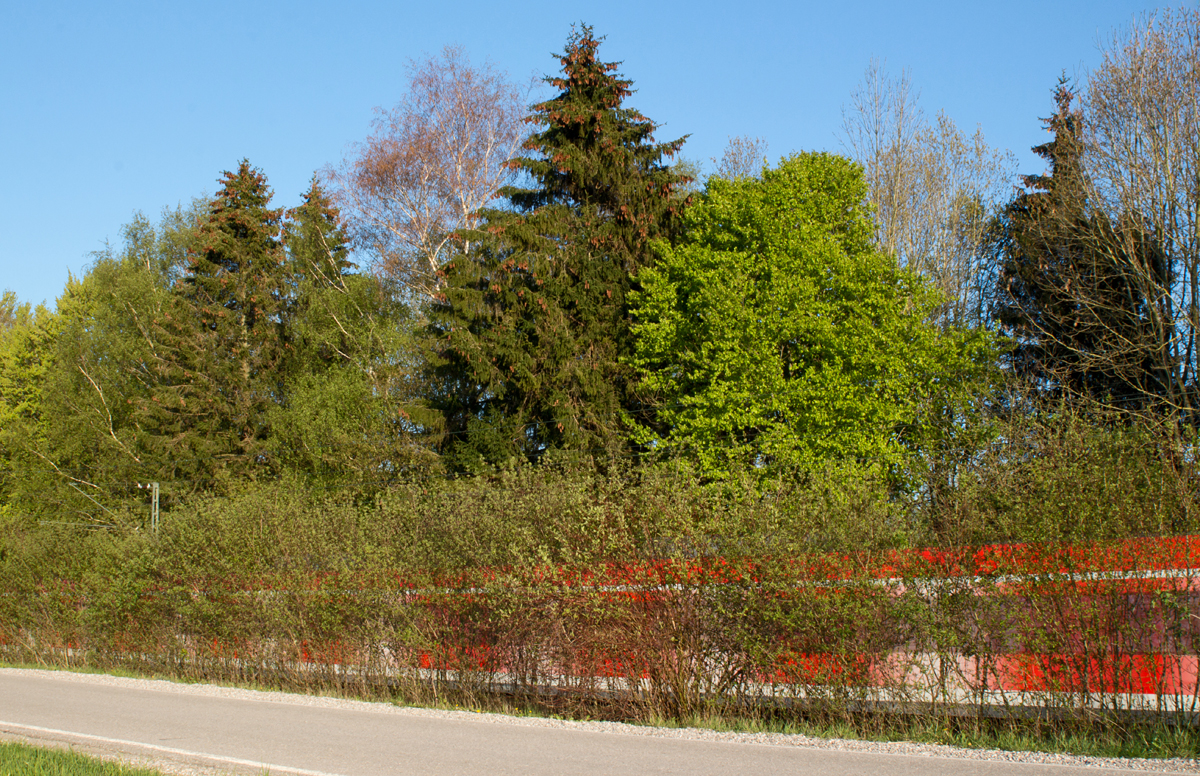 So sieht es aus, wenn ein Triebzug der BR 423 hinter einer Hecke entlangschnellt. Gesehen und umgesetzt bei Poing am Abend des 28.04.16.