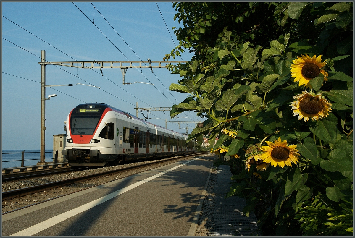 Sommer in St-Saphorin: eine Flirt auf dem Weg Richtung Lausanne.
31. August 2013