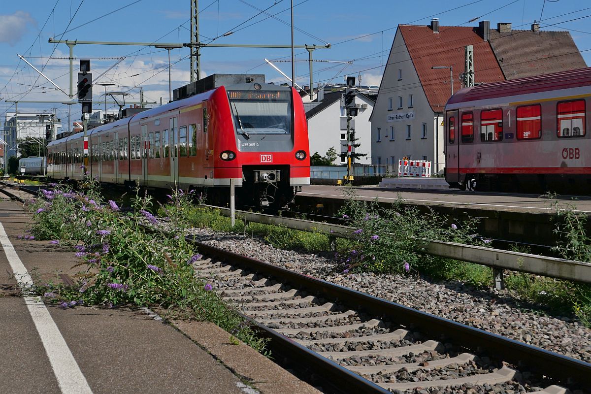 Sommerflieder am Gleis (|) - Von Lindau-Insel kommend erreicht 425 305-0 am 09.09.2022 als RB 93 / 17728 die Endstation Friedrichshafen Stadt
