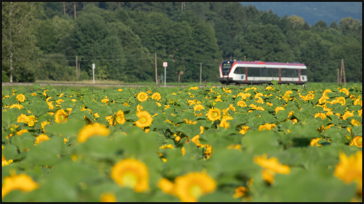 Sonnenblumen bei Dietmannsdorf. 
1.Juli 2020