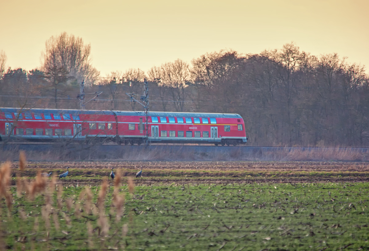 Spontane Aufnahme des RE 18314 nach Stralsund beim Beobachten von Kranichen. - 08.03.2014 