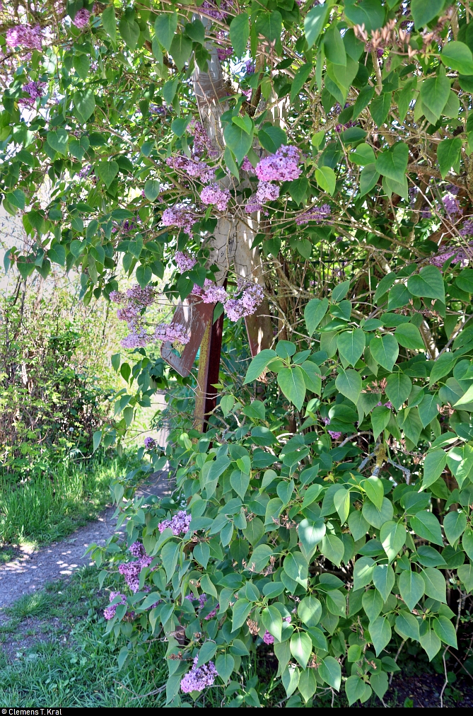 Spurensuche unweit der Haustür:
Die ehemalige Zementfabrik in Halle-Nietleben besaß einen Eisenbahnanschluss über die nun stillgelegte Bahnstrecke Halle Klaustor–Hettstedt (Halle-Hettstedter Eisenbahn (HHE) | 6800), ausgehend vom Bahnhof Halle-Nietleben. Dieser diente v.a. dem Transport von Braunkohle aus der Grube Neuglück (heutiger Heidesee), um den Betrieb der Zementfabrik zu gewährleisten.
Mit der Einstellung der Zementproduktion im Jahr 1973 verlor auch die Anschlussbahn ihre Bedeutung. Einzelne Gleisabschnitte bzw. Relikte sind heute noch vorhanden.

Schaut man ganz genau hin, entdeckt man auf dem Weg von der Eislebener Straße zum Heidesee, zwischen Haus-Nr. 52 und 53, noch ein altes Andreaskreuz. Hier muss also ebenfalls einst ein Bahnübergang gewesen sein.
Es hat sich hinter dem Grün sehr gut getarnt. Wer erkennt es?
[7.5.2020 | 13:39 Uhr]

Weitere Informationen zum Zementwerk:
http://www.nietlebener-heimatverein.de/pool/20110313_sn_Zement_kam_einst_aus_Nietleben.pdf