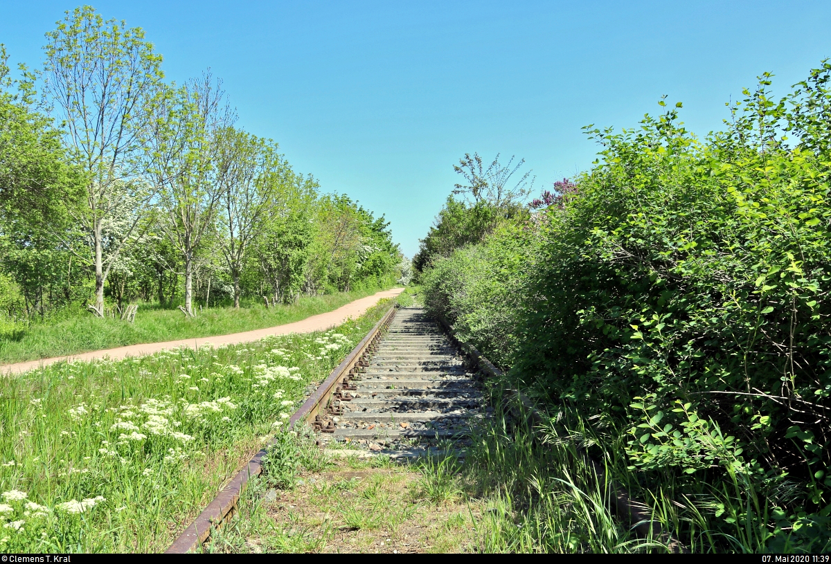 Spurensuche unweit der Haustür:
Die ehemalige Zementfabrik in Halle-Nietleben besaß einen Eisenbahnanschluss über die nun stillgelegte Bahnstrecke Halle Klaustor–Hettstedt (Halle-Hettstedter Eisenbahn (HHE) | 6800), ausgehend vom Bahnhof Halle-Nietleben. Dieser diente v.a. dem Transport von Braunkohle aus der Grube Neuglück (heutiger Heidesee), um den Betrieb der Zementfabrik zu gewährleisten.
Mit der Einstellung der Zementproduktion im Jahr 1973 verlor auch die Anschlussbahn ihre Bedeutung. Einzelne Gleisabschnitte bzw. Relikte sind heute noch vorhanden.

Ein paar Schritte weiter lässt sich das Streckengleis deutlich besser erkennen. Es verläuft nun einige Hundert Meter parallel zum Heidesee und ist vom links im Bild angedeuteten Fußweg kaum zu übersehen.
Als Kind bin ich hier immer sehr gerne auf den Schwellen spaziert.
[7.5.2020 | 12:39 Uhr]

Weitere Informationen zum Zementwerk:
http://www.nietlebener-heimatverein.de/pool/20110313_sn_Zement_kam_einst_aus_Nietleben.pdf
