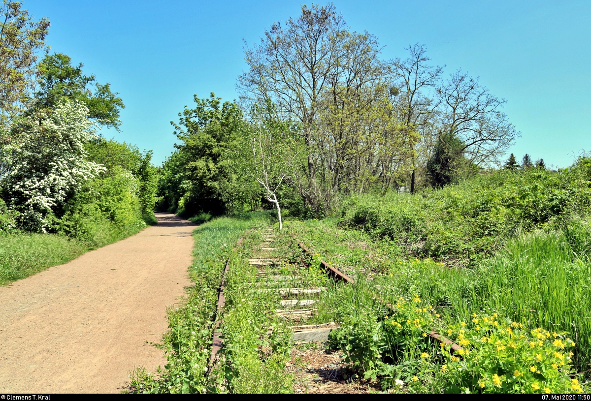 Spurensuche unweit der Haustür:
Die ehemalige Zementfabrik in Halle-Nietleben besaß einen Eisenbahnanschluss über die nun stillgelegte Bahnstrecke Halle Klaustor–Hettstedt (Halle-Hettstedter Eisenbahn (HHE) | 6800), ausgehend vom Bahnhof Halle-Nietleben. Dieser diente v.a. dem Transport von Braunkohle aus der Grube Neuglück (heutiger Heidesee), um den Betrieb der Zementfabrik zu gewährleisten.
Mit der Einstellung der Zementproduktion im Jahr 1973 verlor auch die Anschlussbahn ihre Bedeutung. Einzelne Gleisabschnitte bzw. Relikte sind heute noch vorhanden.

In der Nähe der Berghalde trennt sich das Gleis allmählich vom Heidesee. Möchte man es weiterverfolgen, muss man vom großen Fußweg in kleinere Schleichwege abzweigen.
Ab hier besteht der Gleisunterbau nicht mehr aus Beton-, sondern Holzschwellen.
[7.5.2020 | 12:50 Uhr]

Weitere Informationen zum Zementwerk:
http://www.nietlebener-heimatverein.de/pool/20110313_sn_Zement_kam_einst_aus_Nietleben.pdf
