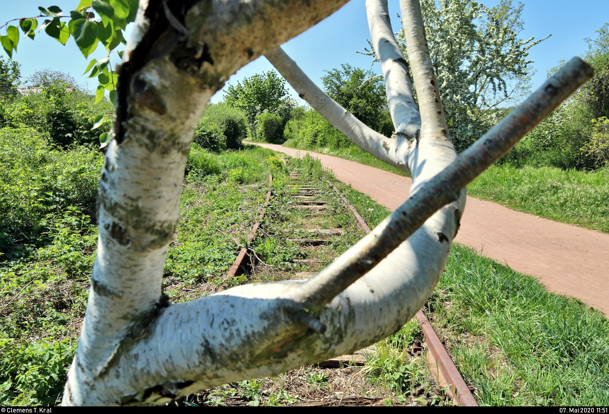 Spurensuche unweit der Haustür:
Die ehemalige Zementfabrik in Halle-Nietleben besaß einen Eisenbahnanschluss über die nun stillgelegte Bahnstrecke Halle Klaustor–Hettstedt (Halle-Hettstedter Eisenbahn (HHE) | 6800), ausgehend vom Bahnhof Halle-Nietleben. Dieser diente v.a. dem Transport von Braunkohle aus der Grube Neuglück (heutiger Heidesee), um den Betrieb der Zementfabrik zu gewährleisten.
Mit der Einstellung der Zementproduktion im Jahr 1973 verlor auch die Anschlussbahn ihre Bedeutung. Einzelne Gleisabschnitte bzw. Relikte sind heute noch vorhanden.

Hier noch ein  Durchblick  auf das Streckengleis in östlicher Richtung. Auf den Schienen ist mittlerweile eine Birke gewachsen, die ich durch ihre besondere Form als eine Art Rahmen für das Foto genutzt habe.
[7.5.2020 | 12:51 Uhr]

Weitere Informationen zum Zementwerk:
http://www.nietlebener-heimatverein.de/pool/20110313_sn_Zement_kam_einst_aus_Nietleben.pdf