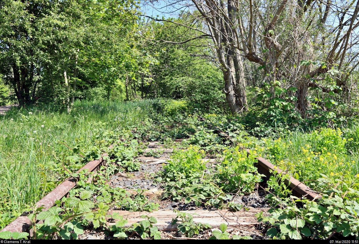Spurensuche unweit der Haustür:
Die ehemalige Zementfabrik in Halle-Nietleben besaß einen Eisenbahnanschluss über die nun stillgelegte Bahnstrecke Halle Klaustor–Hettstedt (Halle-Hettstedter Eisenbahn (HHE) | 6800), ausgehend vom Bahnhof Halle-Nietleben. Dieser diente v.a. dem Transport von Braunkohle aus der Grube Neuglück (heutiger Heidesee), um den Betrieb der Zementfabrik zu gewährleisten.
Mit der Einstellung der Zementproduktion im Jahr 1973 verlor auch die Anschlussbahn ihre Bedeutung. Einzelne Gleisabschnitte bzw. Relikte sind heute noch vorhanden.

Hinein ins Dickicht:
Dort, wo die Schienen sich allmählich vom Fußweg südlich des Heidesees trennen und zur Berghalde verlaufen, sind sie bereits stark überwuchert.
Möchte man das Gleis weiterverfolgen, muss man in kleinere Schleichwege abzweigen.
[7.5.2020 | 12:51 Uhr]

Weitere Informationen zum Zementwerk:
http://www.nietlebener-heimatverein.de/pool/20110313_sn_Zement_kam_einst_aus_Nietleben.pdf
